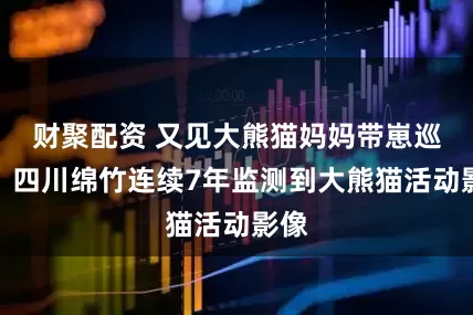 财聚配资 又见大熊猫妈妈带崽巡山！四川绵竹连续7年监测到大熊猫活动影像